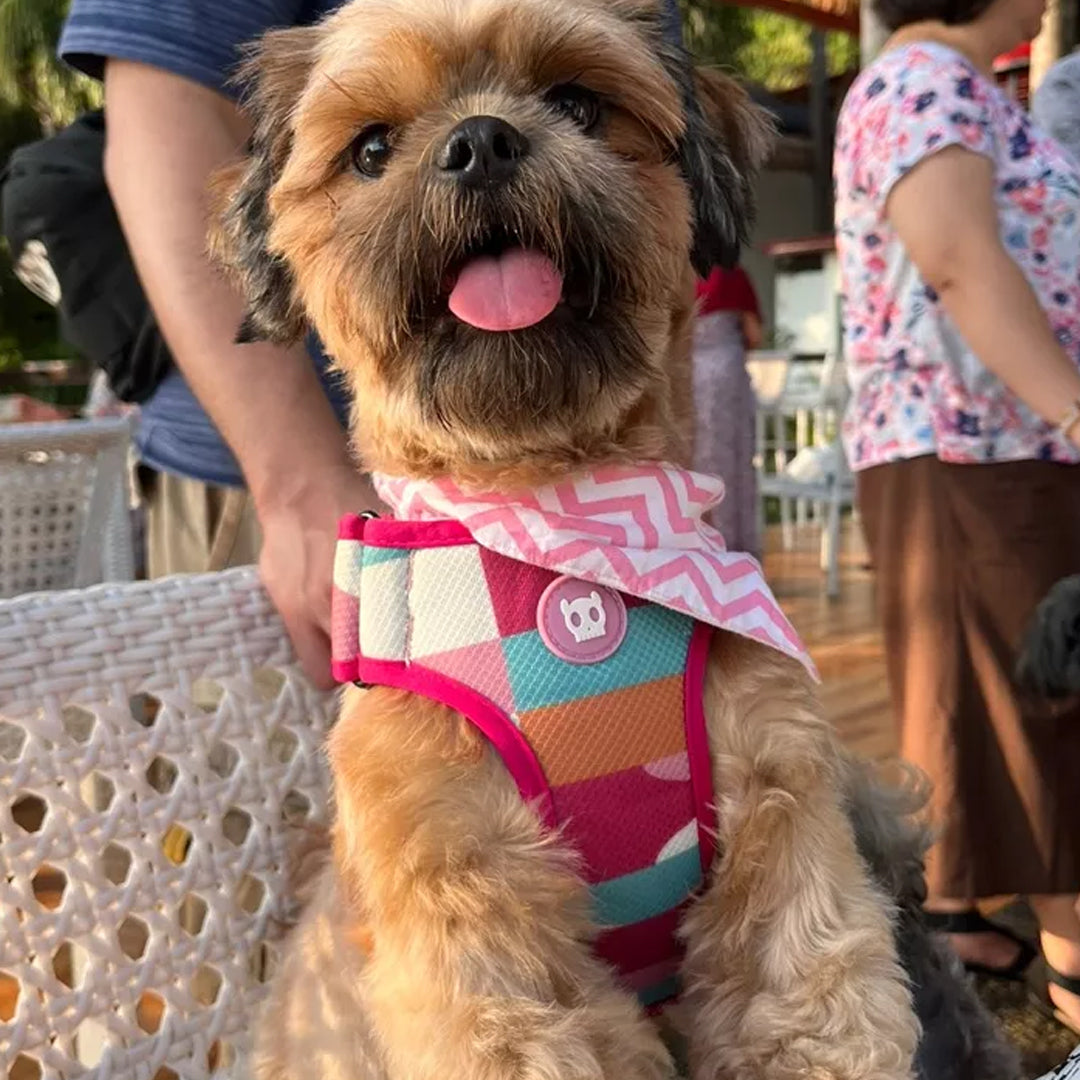 A small, fluffy dog with a colourful harness and bandana, sticking its tongue out.
