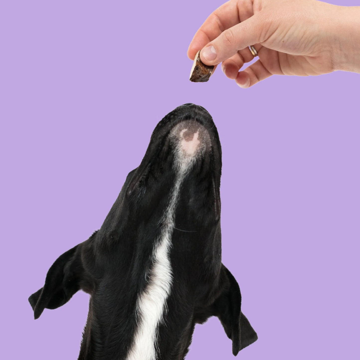 A black and white dog tilting its head upwards for a treat from a human hand against a purple background.