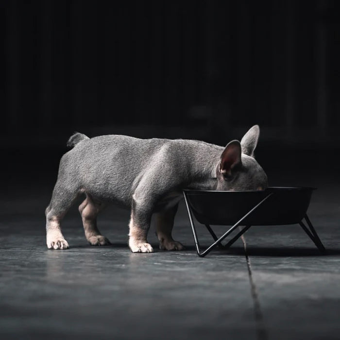 Grey french bulldog puppy eating from a bowl on a modern and minimalist elevated stand.
