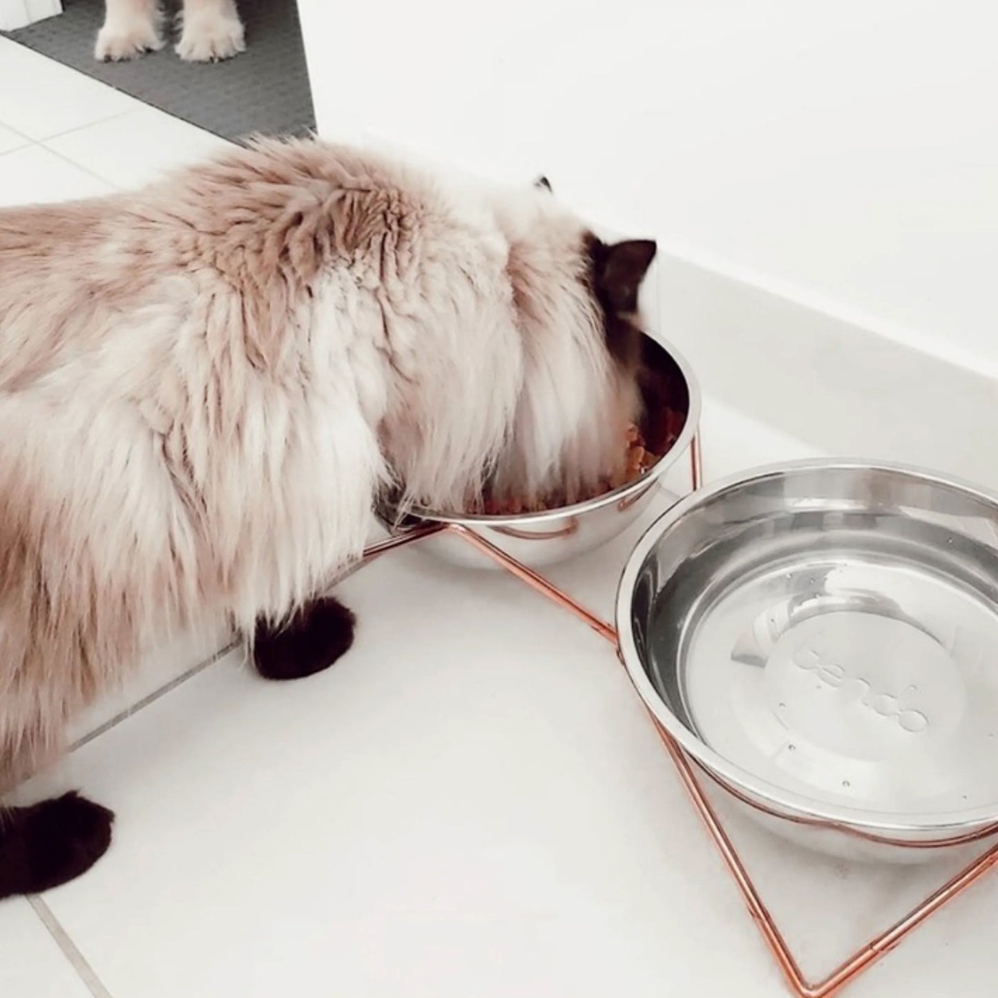 A fluffy cat eating from one of two chrome bowls on a copper stand, with a water chrome bowl to the side.