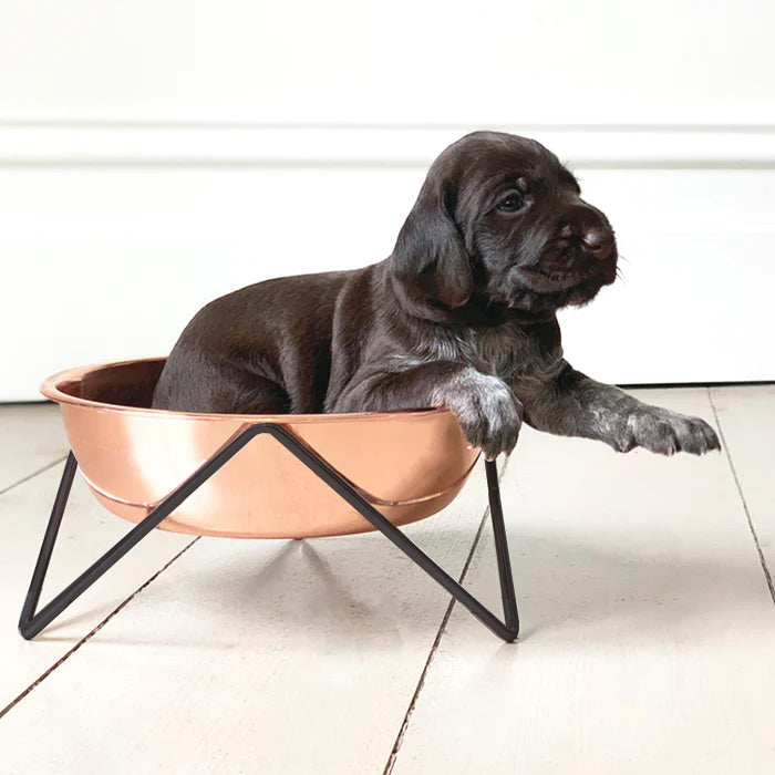 A small brown puppy comfortably sits in a stylish copper pet bowl, perched on a sleek black stand, on a wooden floor.