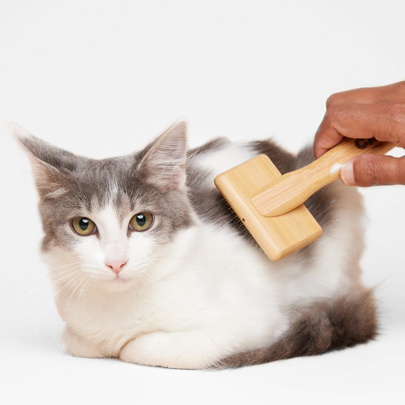 A person brushes a relaxed grey and white cat against a white background.