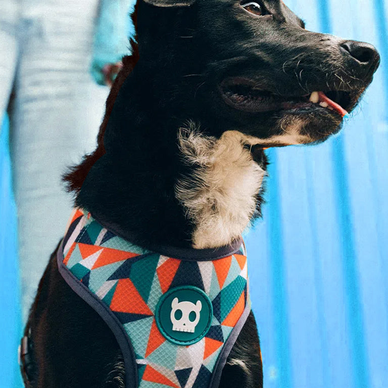 Black dog in a colourful harness with a skull badge, blue background.