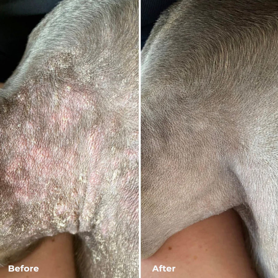 "Before and after comparison of a dog's skin, showing healing from a rash or condition."