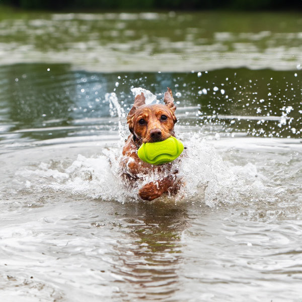 Dog fetching a green floatable rugby ball shaped toy in water