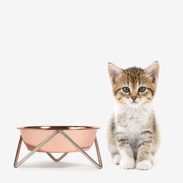A small kitten sits beside a copper coloured pet bowl on a white background.