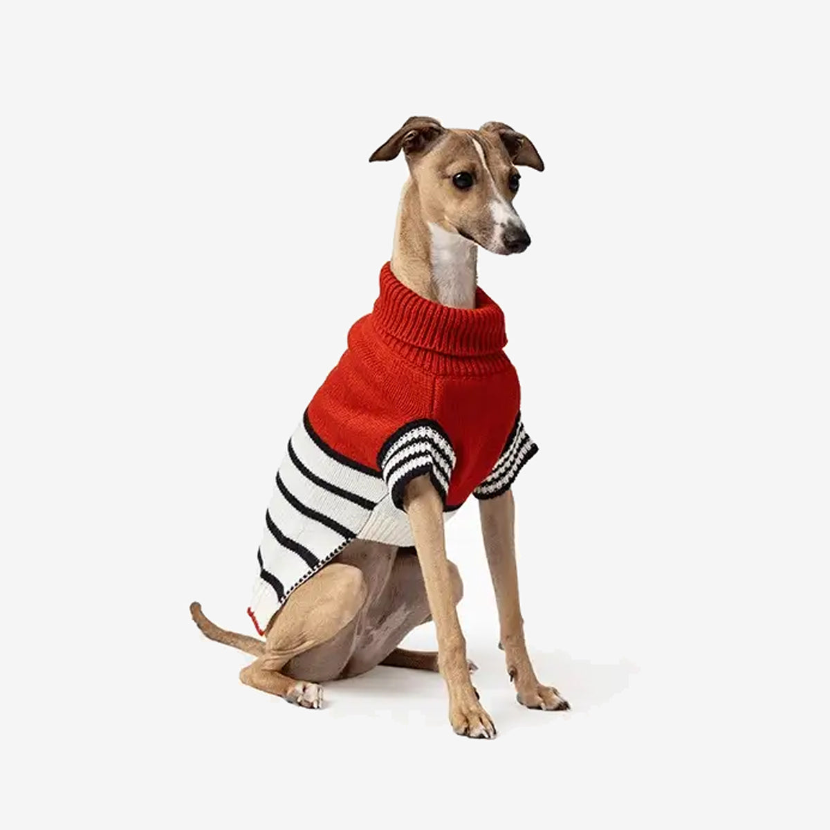 Small brown dog wearing a red and black striped sweater, standing on a plain background.