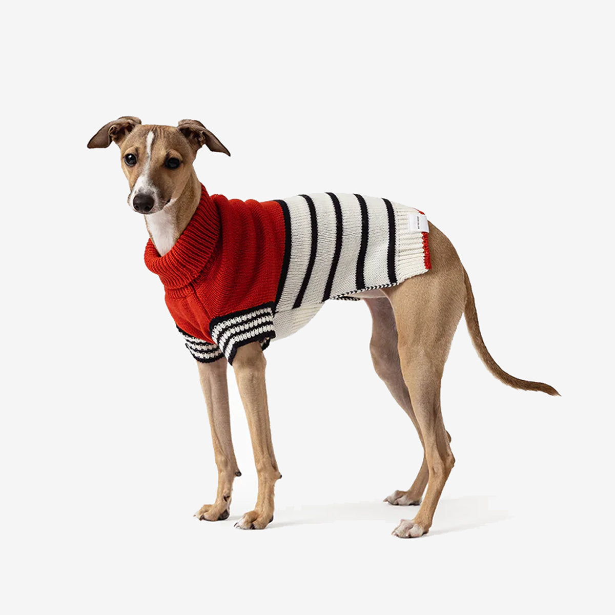 Small whippet wearing a red and black striped sweater, standing on a plain background.