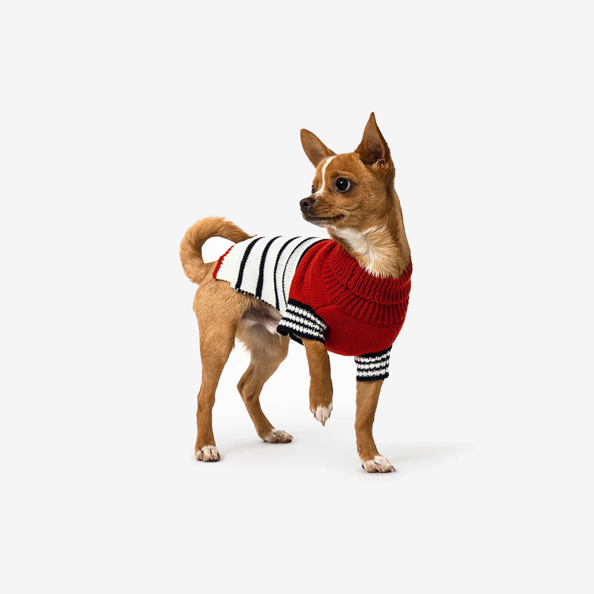 Small brown dog wearing a red and black striped sweater, standing on a plain background.