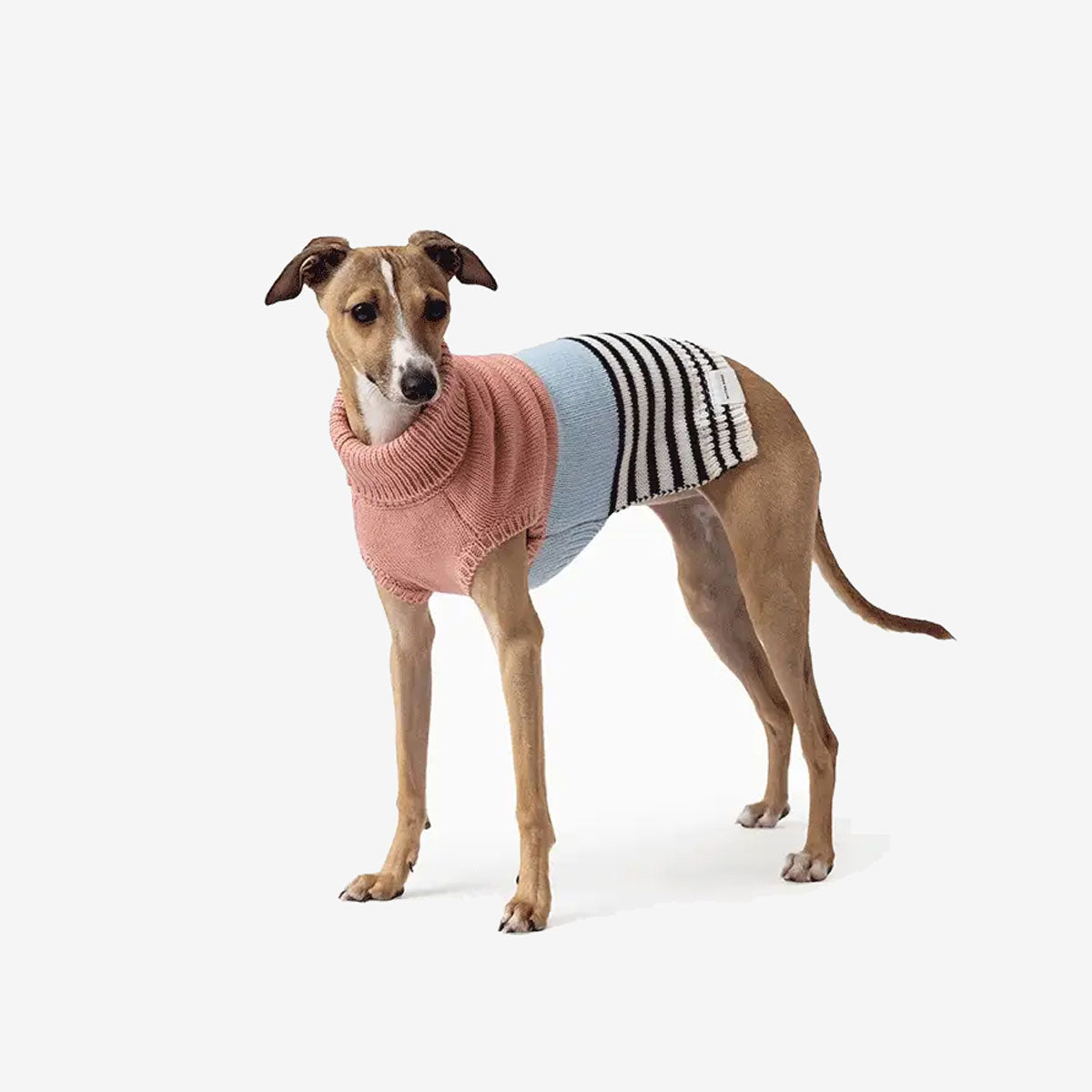 A dog wearing a striped sweater, standing against a white background.