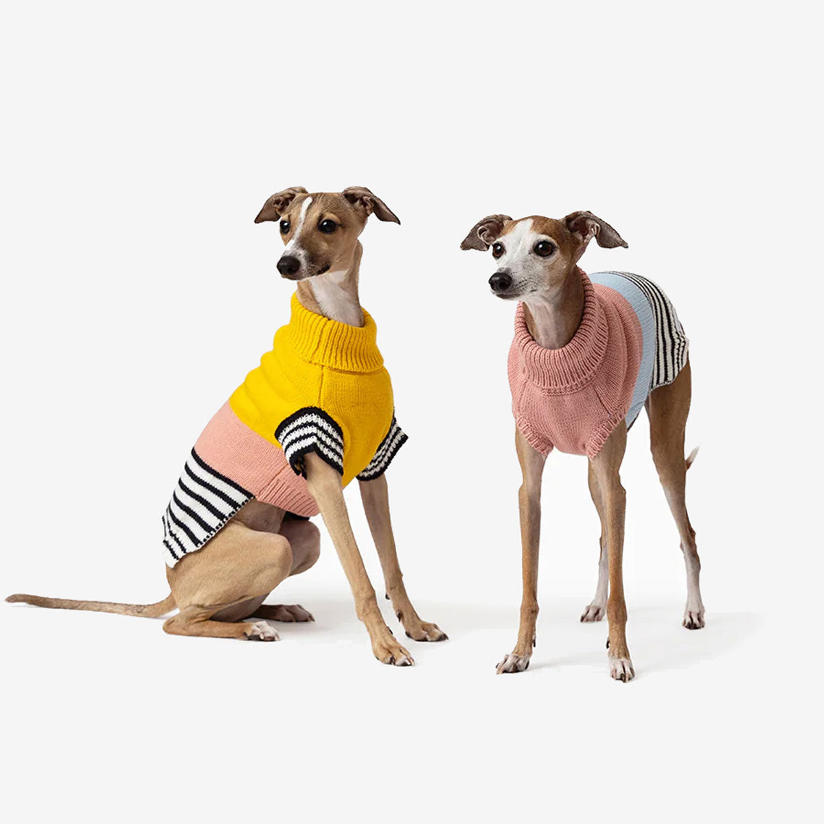Two Italian Greyhounds dressed in colourful sweaters standing against a white background.