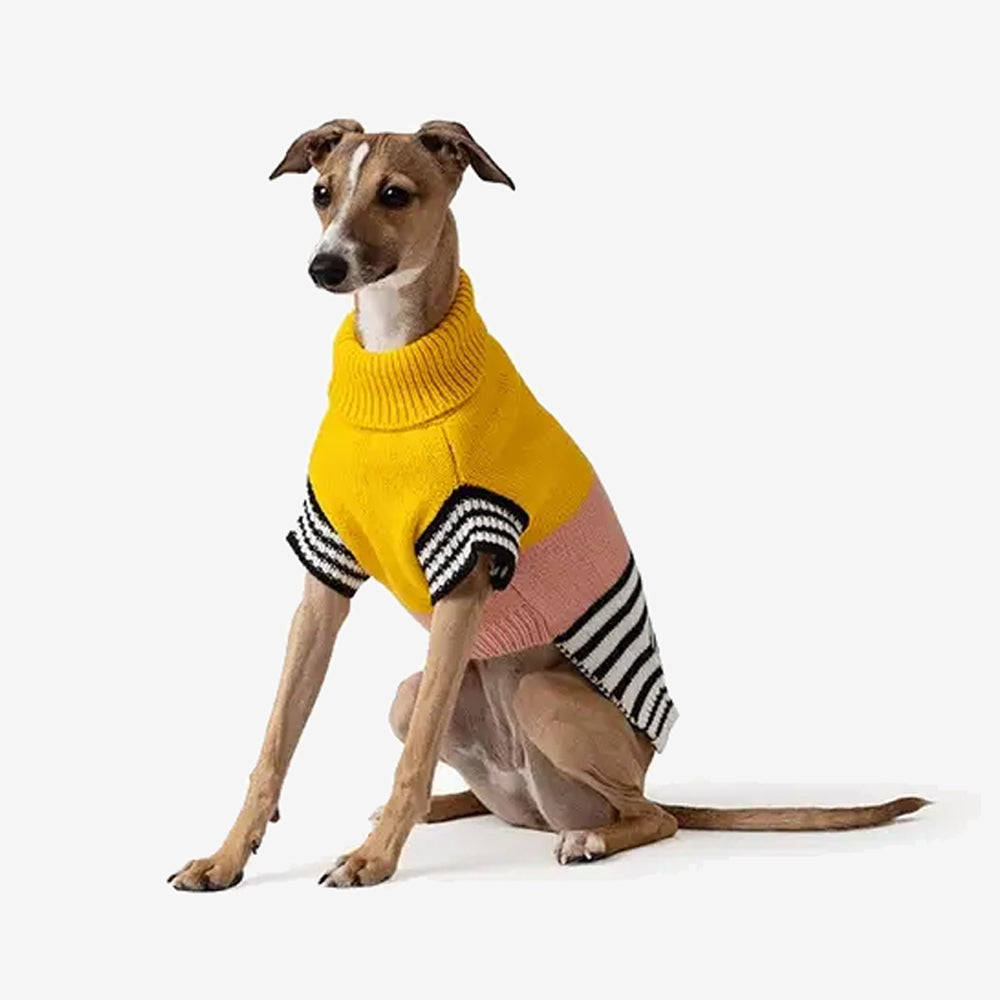 A stylish dog wearing a colourful sweater with a yellow turtleneck, pink, and striped sleeves, sitting elegantly on a white background.