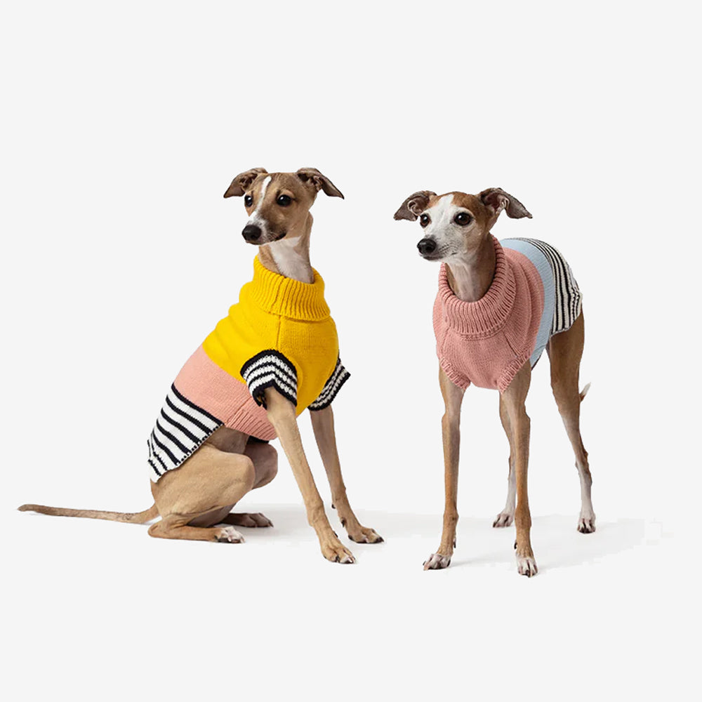 Two elegant Italian Greyhounds wearing colourful knitted sweaters, one in yellow and the other in pink, posed against a white background.