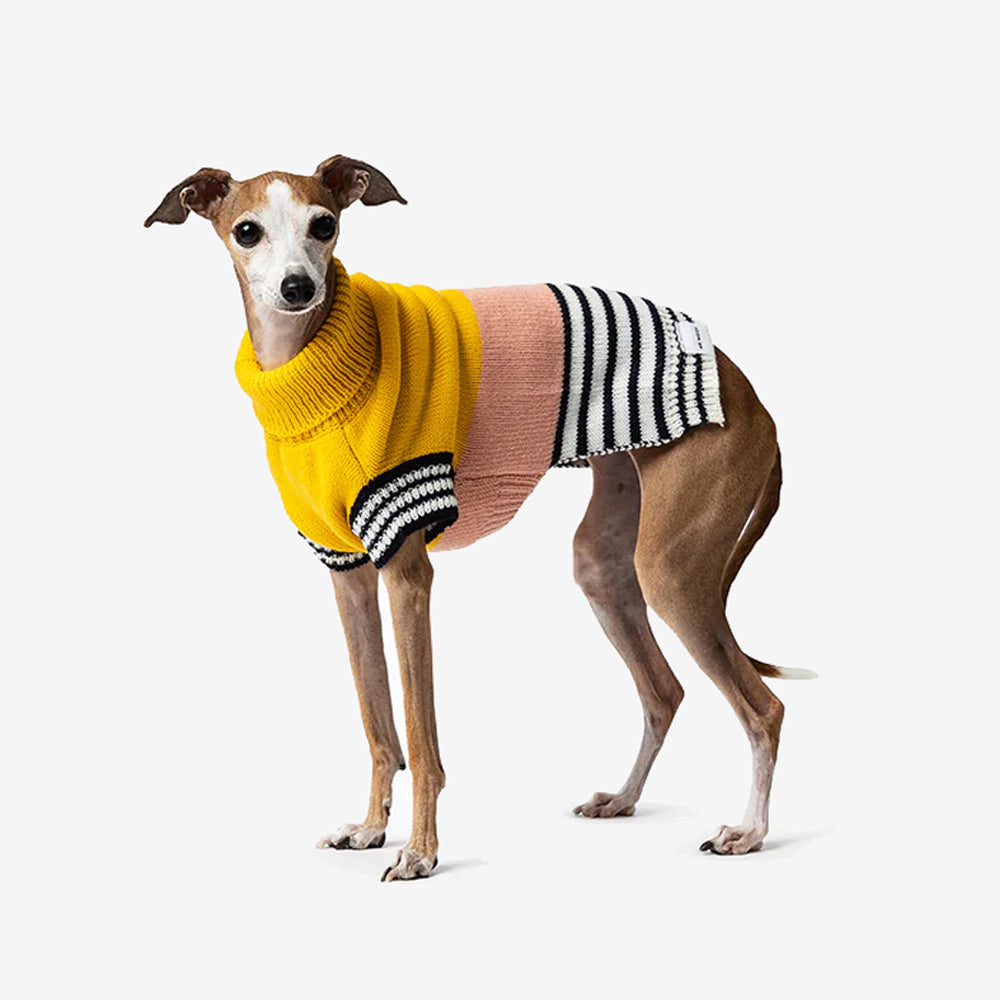 A stylish dog wearing a colourful, patterned sweater with yellow, pink, and black stripes stands against a clean white background.
