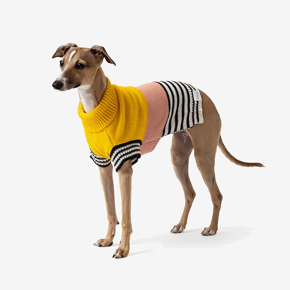 A stylish Italian Greyhound wearing a colourful striped sweater in yellow, pink, and black, posing against a plain background.