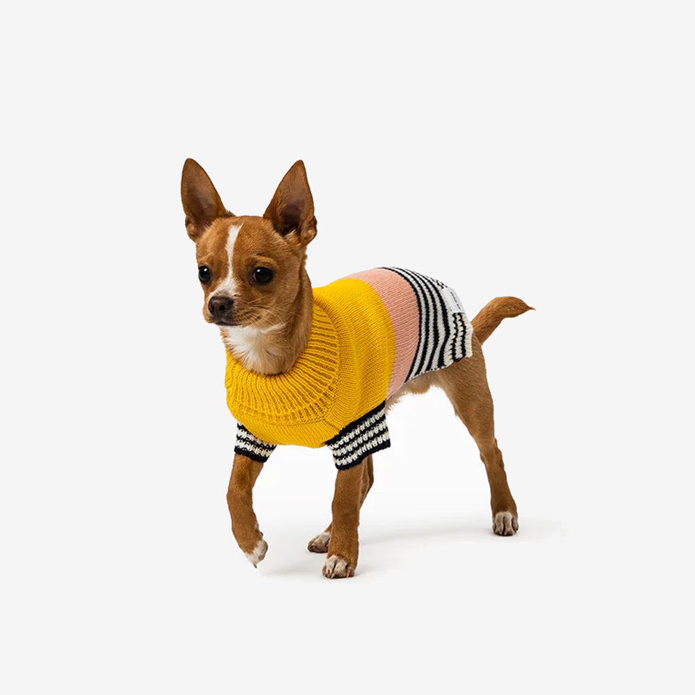 A stylish dog in a vibrant, multicoloured knit sweater poses playfully against a minimalist background.
