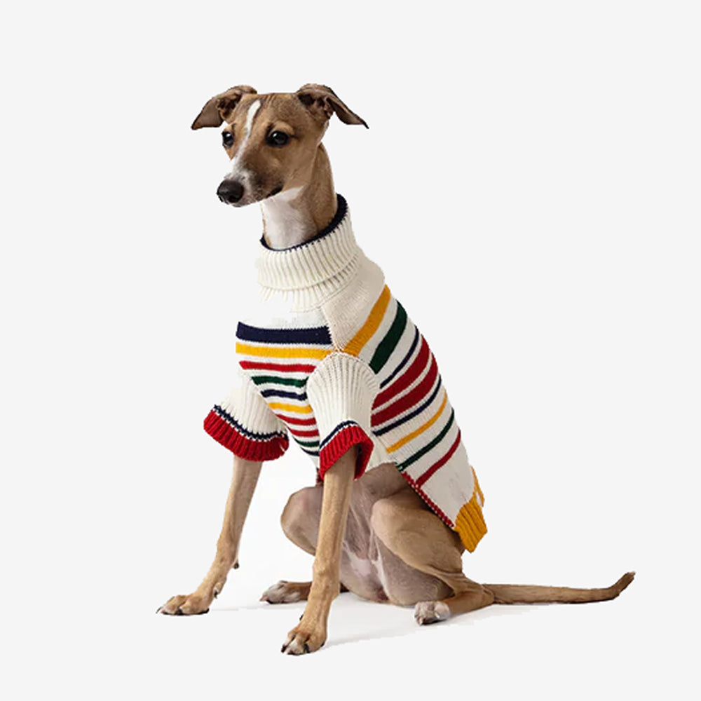 A stylish greyhound wearing a colorful striped sweater with a turtleneck, showcasing elegance and warmth.