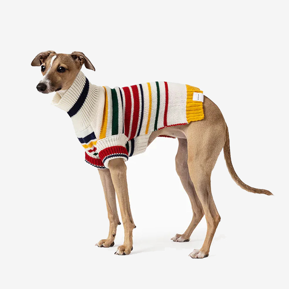 A stylish dog wearing a cozy, multicoloured striped sweater, stands against a clean, white background.