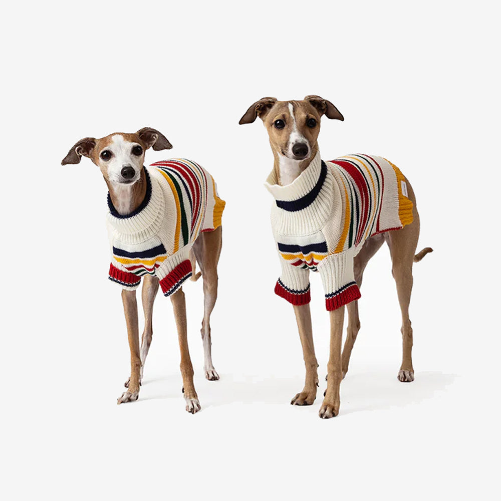 Two stylish Italian Greyhounds wearing colourful striped sweaters stand side by side against a neutral background.