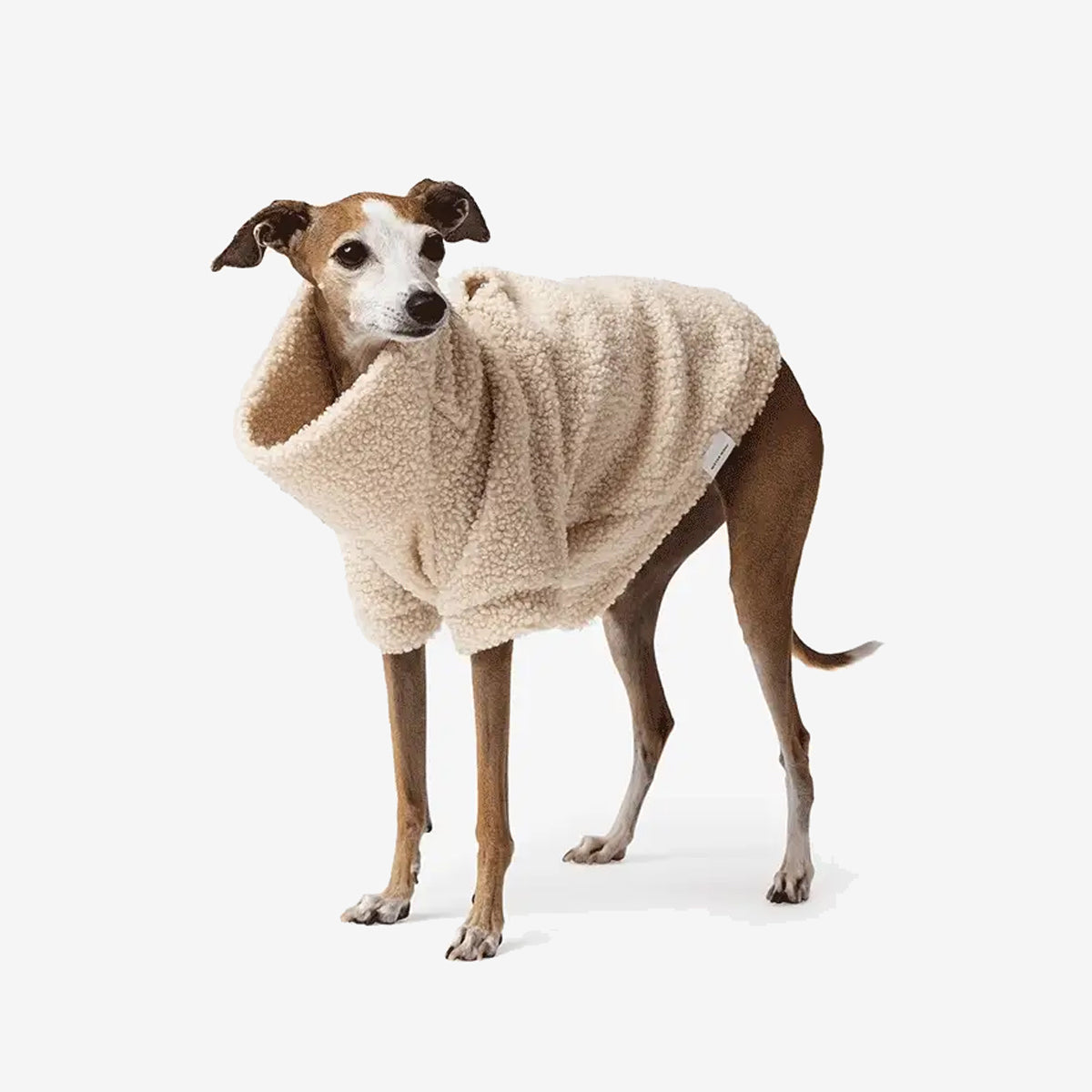 A sleek, grey dog wearing a cozy, oversized cream fleece sweater stands against a plain white background.