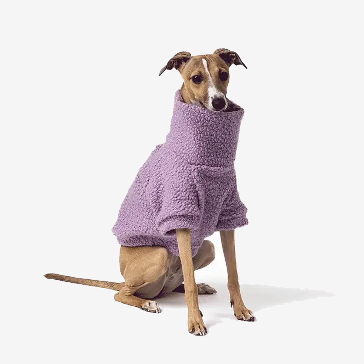A stylish dog sits gracefully, dressed in a cozy lavender fleece sweater, showcasing a relaxed and charming pose.