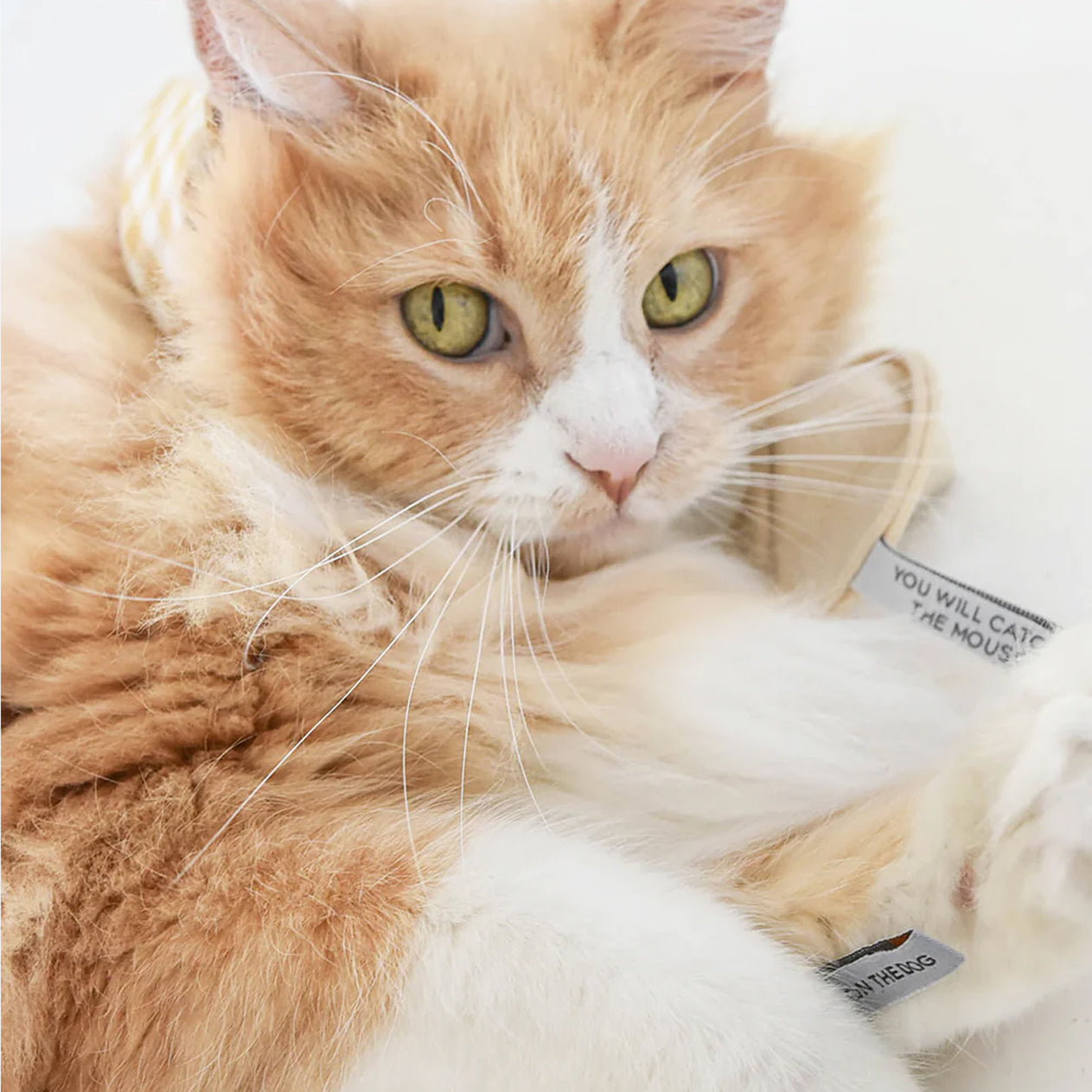 Close-up of an orange and white cat with a tag reading "You will call me illustrious."