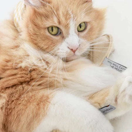 Close-up of an orange and white cat with a tag reading "You will call me illustrious."