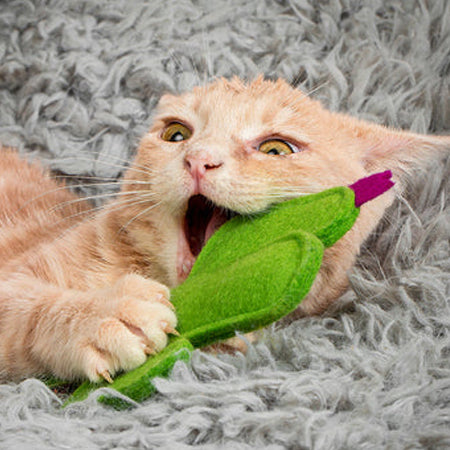 A playful orange cat biting a green toy on a grey fluffy background.