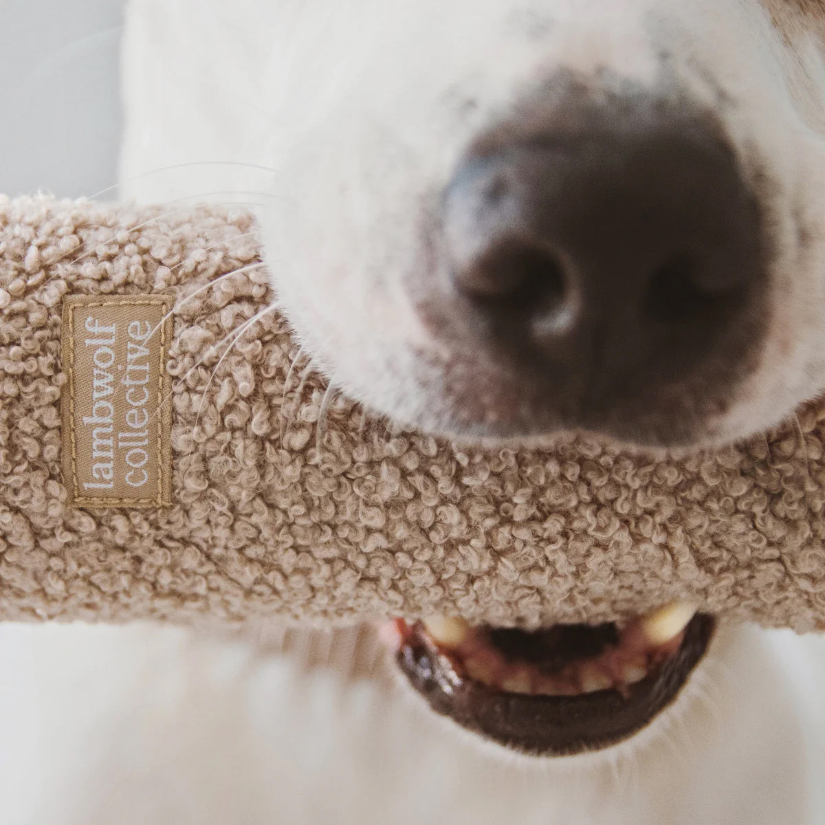 A dog's snout holding a textured toy with a label reading "lambwolf collective," showcasing a playful moment.