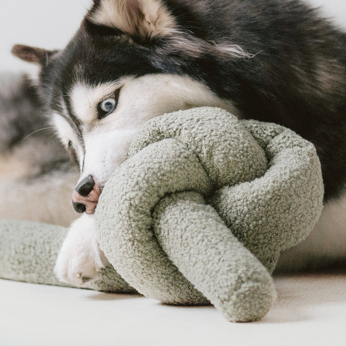 A close-up of a husky dog with blue eyes playfully resting its head on a green, knotted plush toy.