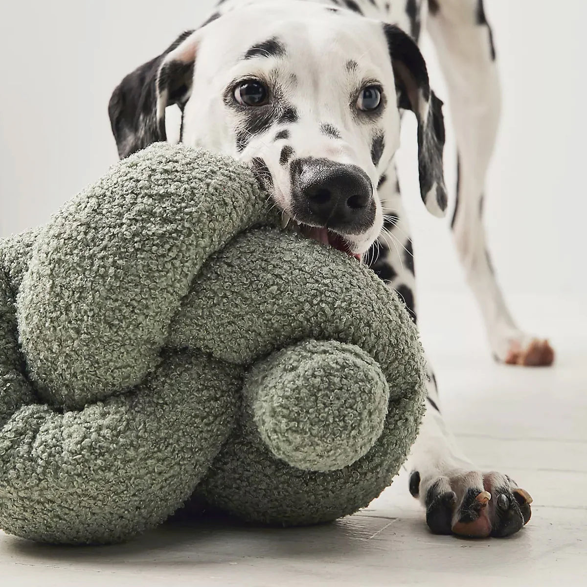 A playful dog holds a textured green toy, resembling a twisted knot, with its paws and mouth, on a light background.