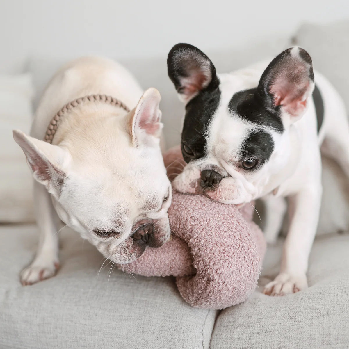 Two French Bulldogs, one white and one black, tugging on a soft, pink toy while seated on a light gray couch.