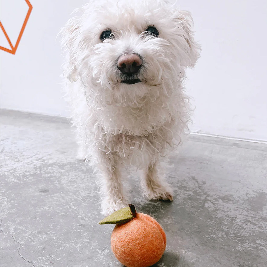 A fluffy white dog standing next to a small orange felted peach toy on a grey floor.