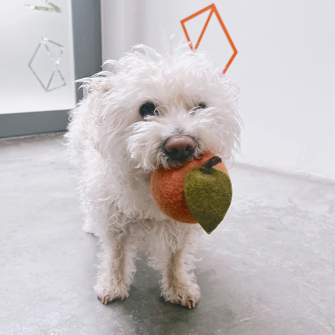 A small white curly-furred dog holding a felted toy peach in its mouth.