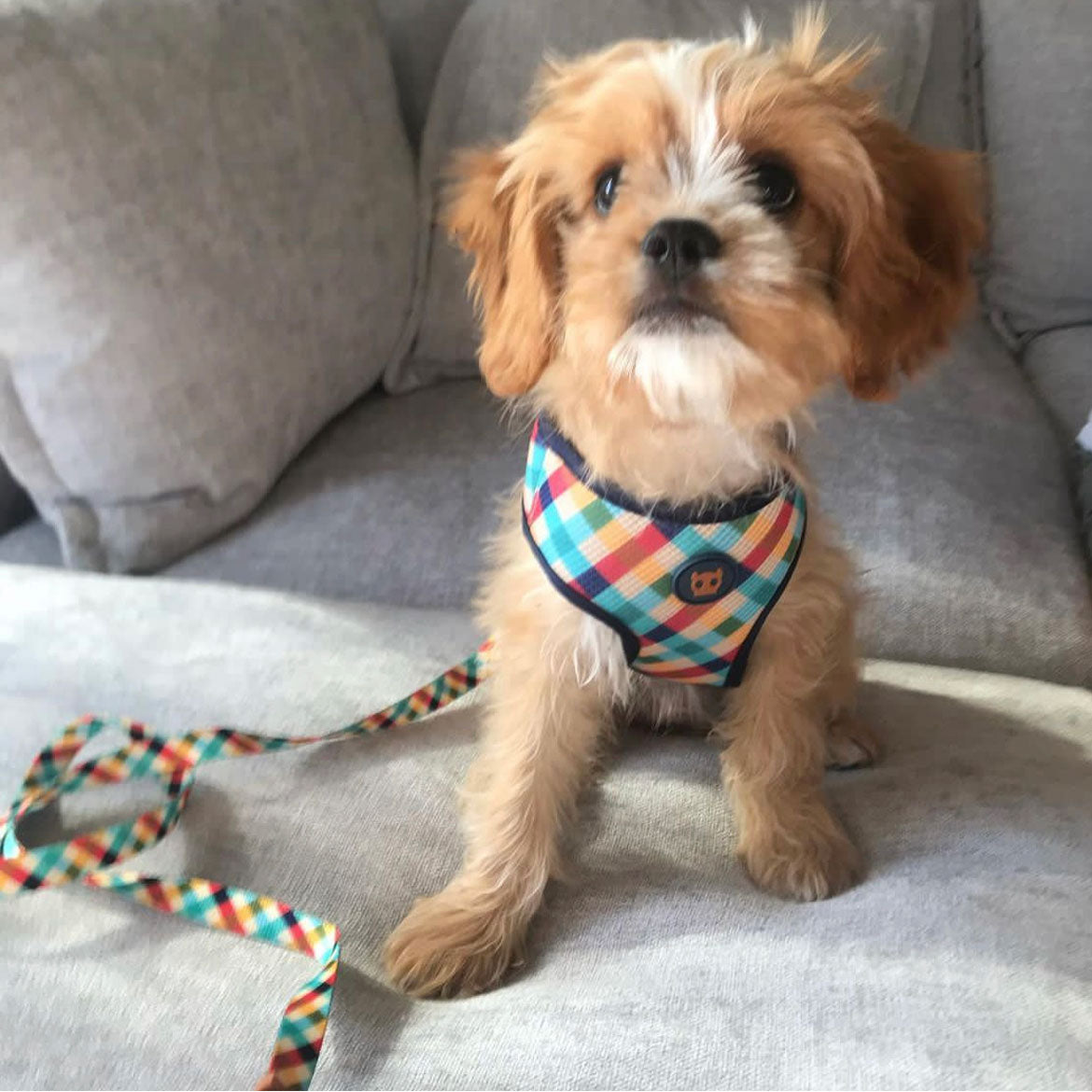 A small fluffy dog with a colourful harness sitting on a grey couch.