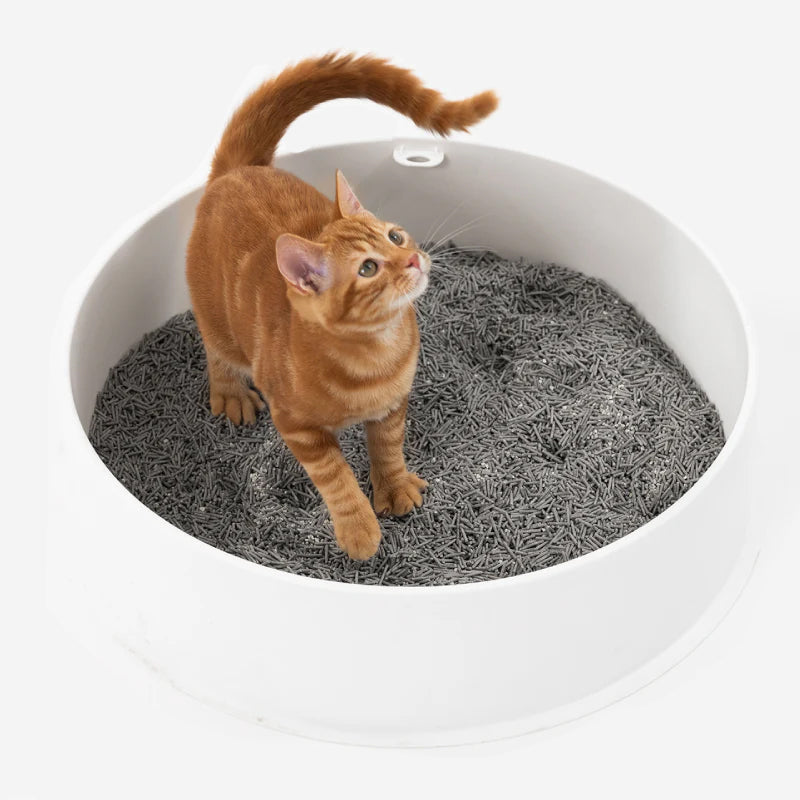 An orange cat standing in a large white litter box, filled with activated carbon tofu and crushed bentonite.