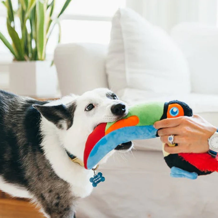 A playful dog holds a colourful toucan toy in its mouth, while a person gently tugs on the toy. Bright indoor setting with greenery.
