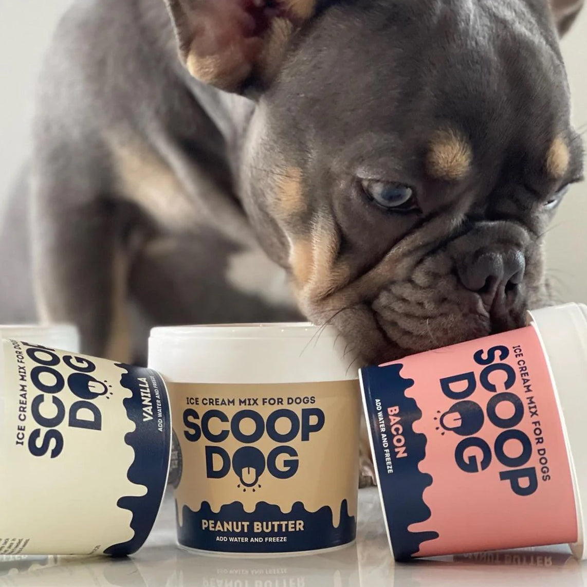 A dog sniffs containers of 'Scoop Dog' ice cream mix for dogs in peanut butter and bacon flavours.