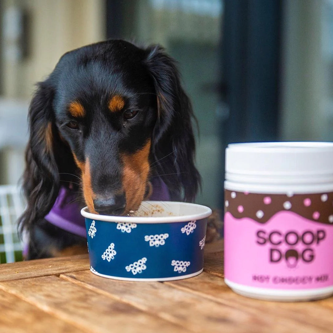 A black and tan dachshund eating from a blue bowl beside a container labeled 'SCOOP DOG.'