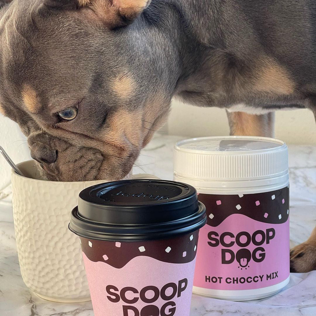 A dog sniffs a coffee cup next to a container labeled "SCOOP DOG HOT CHOCCY MIX."