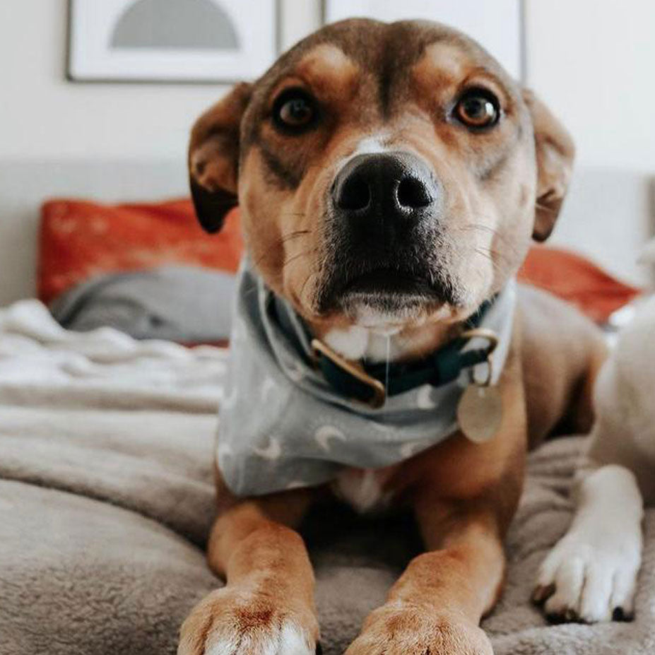 A cute small dog lying on a bed wearing a pale blue dog bandana featuring white crescent moons.