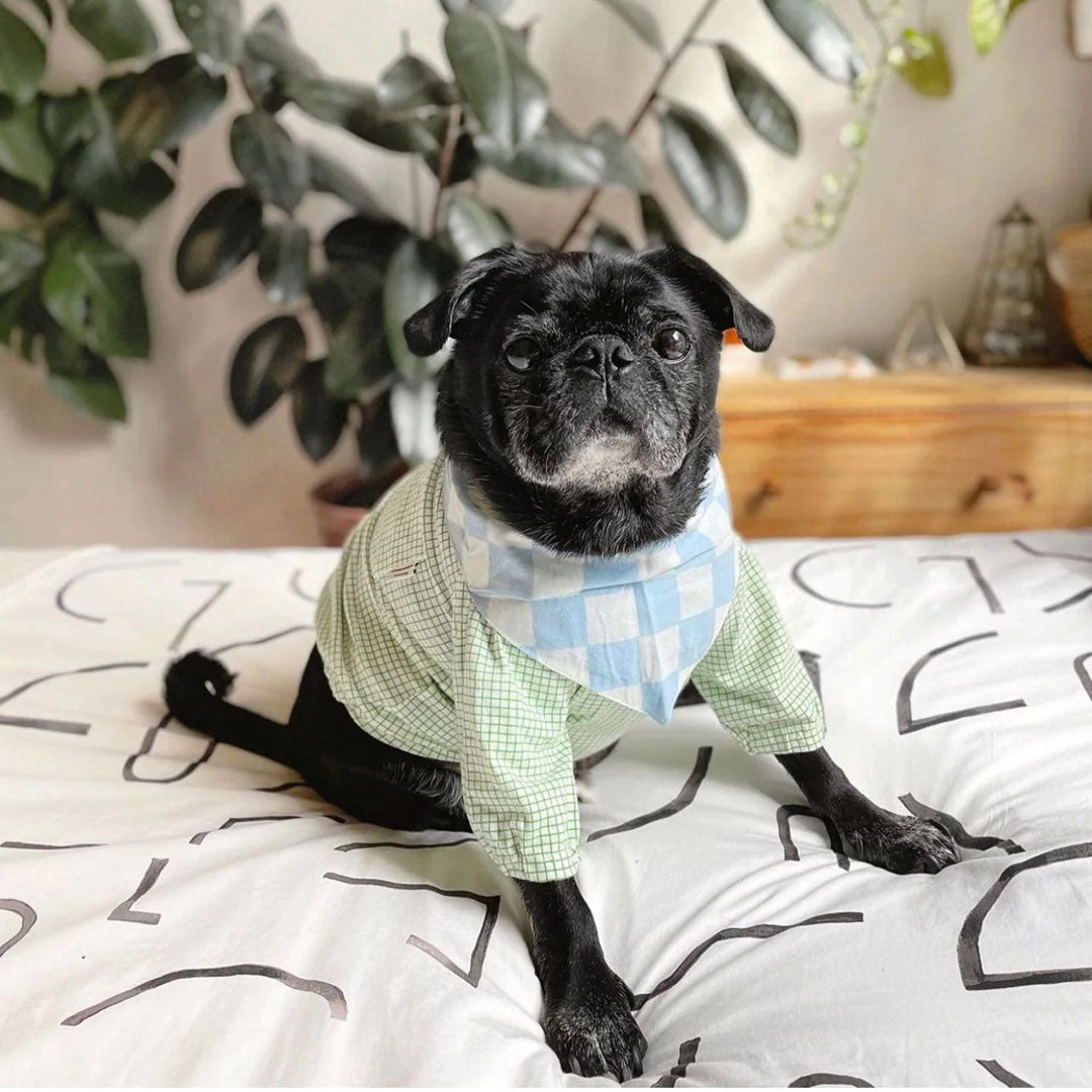 A black dog wearing a checkered shirt and bandana sits on a patterned bedspread.