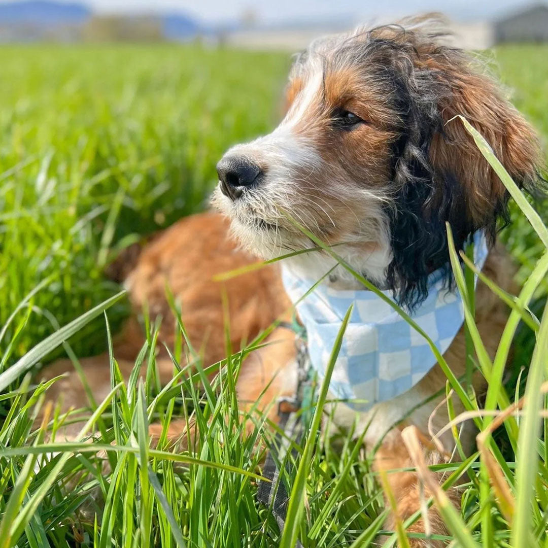 A dog with a checkered pale blue and white bandana lying in green grass, gazing into the distance.