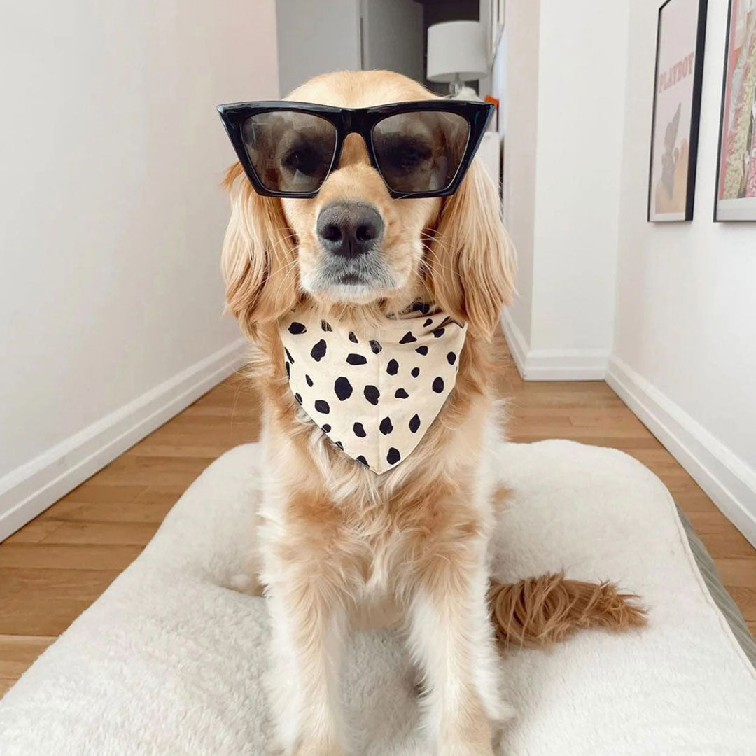 A dog wearing sunglasses and a black dotted bandana, resembling an animal print. Sitting on a white dog bed.