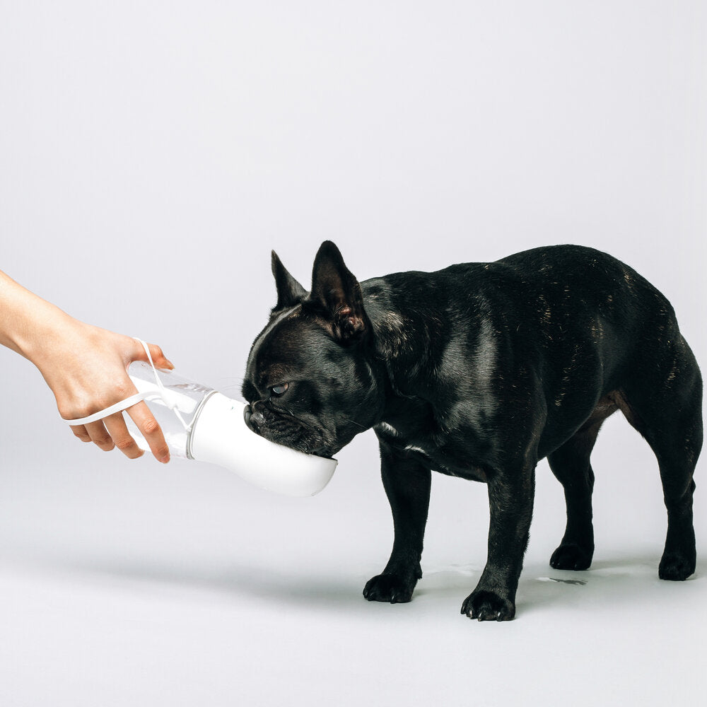 A black French bulldog is drinking from a white pet water bottle held by a hand against a light gray background.