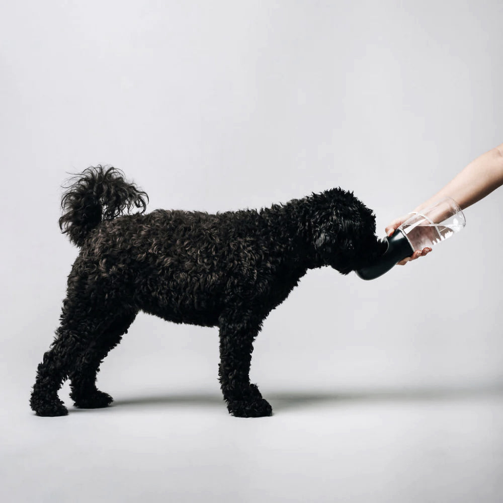 A curly-coated black dog is playfully interacting with a black tube held by a person, resembling a fun drinking game.