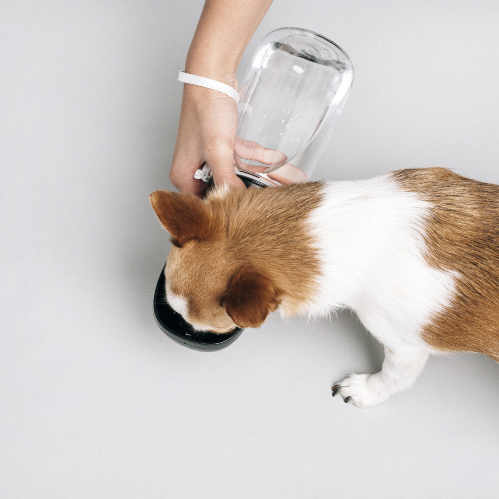 A small brown and white dog drinks from a bowl while a person holds a glass water bottle above it.