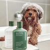 A wet brown dog with a shower cap, beside dog shampoo and conditioner bottles on a bathroom counter.