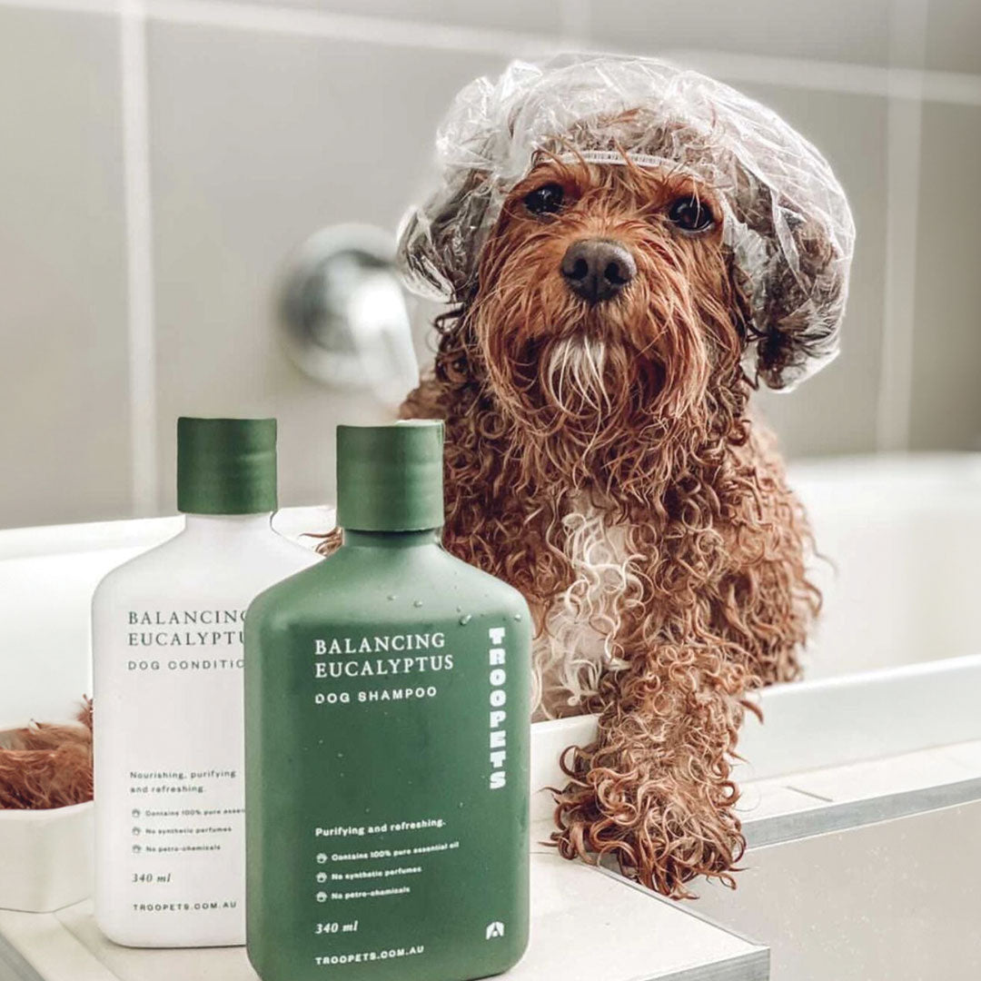 A wet brown dog with a shower cap, beside dog shampoo and conditioner bottles on a bathroom counter.