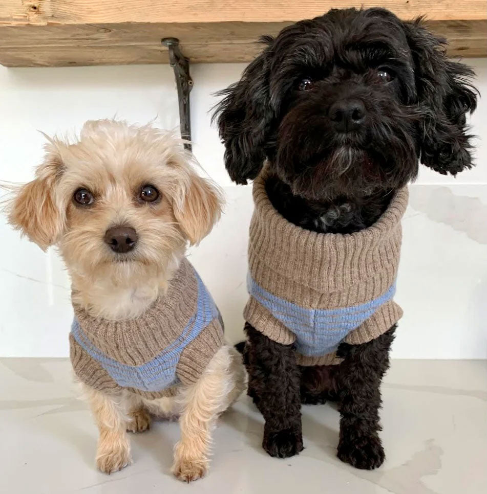 Two small dogs wearing matching brown and blue knitted sweaters, standing side by side on a marble surface.